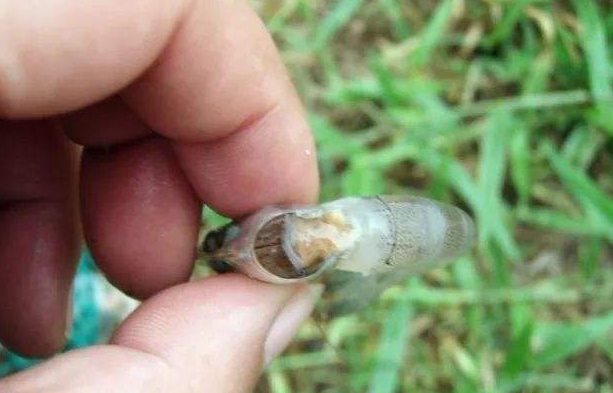 冲绳县|日本传来一个坏消息，这种传染病首次出现，30天内死亡近10万只虾