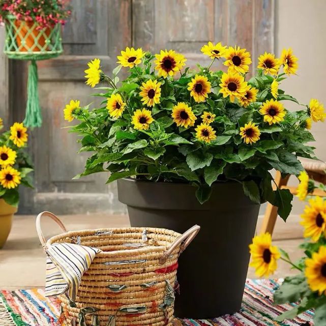 秋末初冬养花 做好这几点 养啥花都不发愁 安全越冬没烦恼 植株 花卉