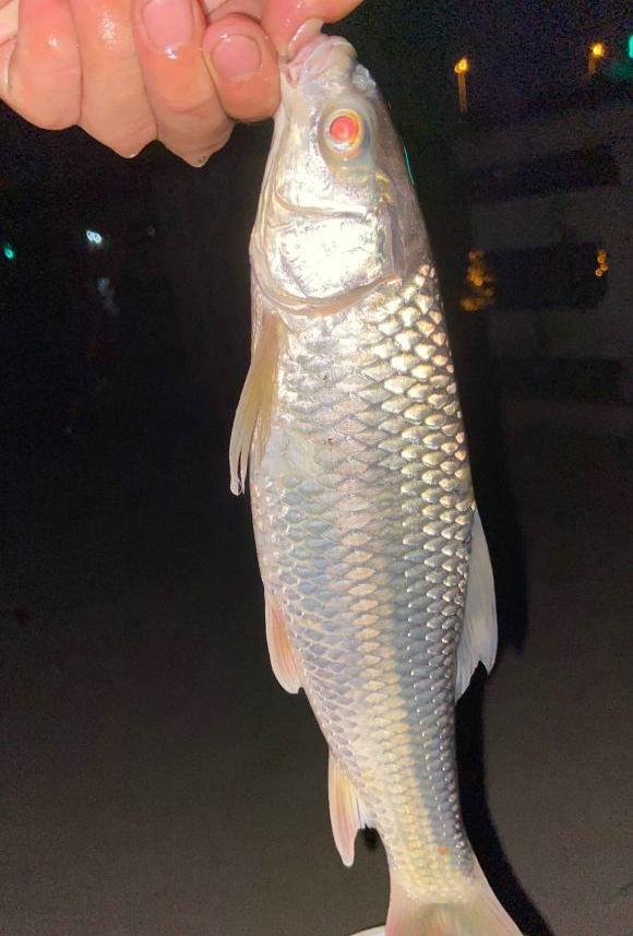 长江重庆段现热带鱼有人钓获不少网友过几天全要冻死