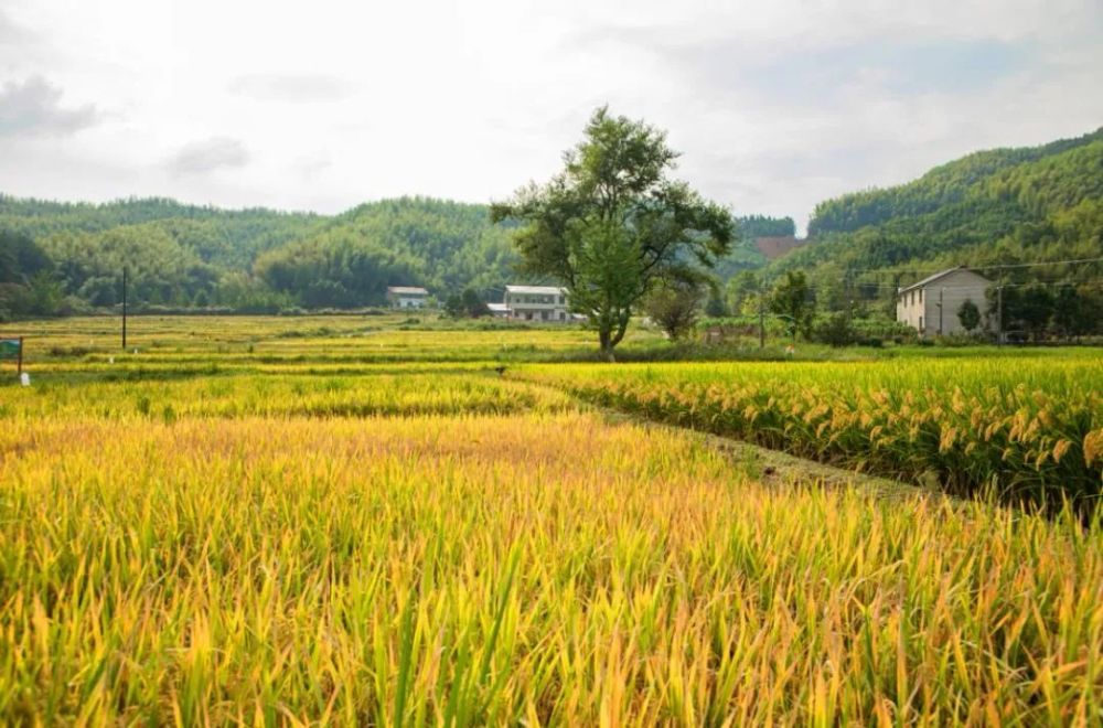 田像金黄的色块,连成一片金色的海洋,阵阵秋风里,沉甸甸的稻穗涌动起