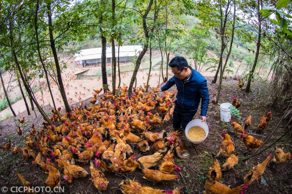 湖北竹山林下养鸡助农增收