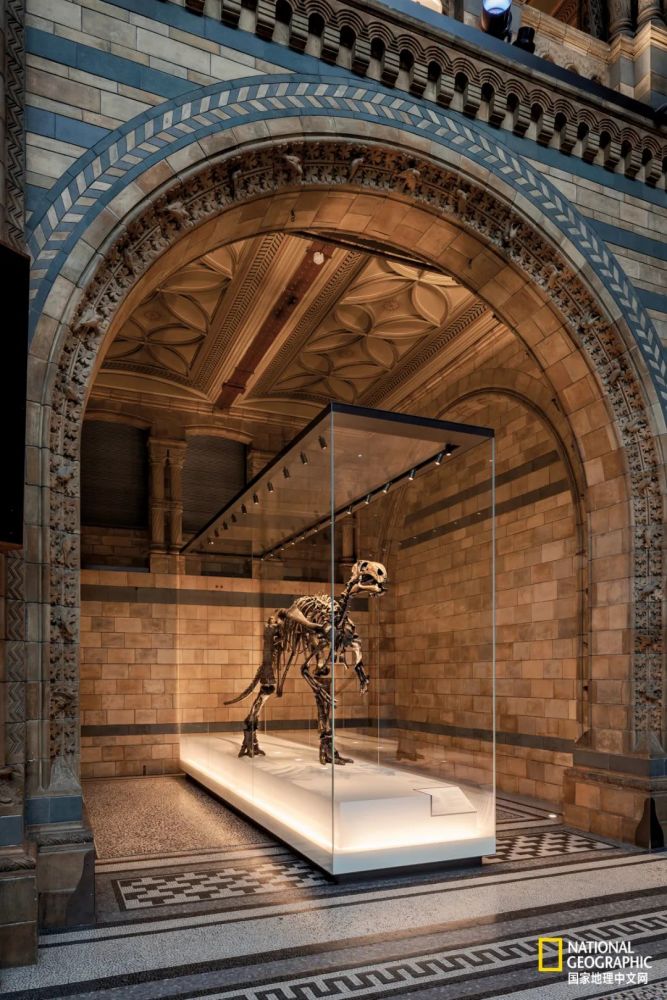 英国自然历史博物馆|恐龙根本不是你想的那样