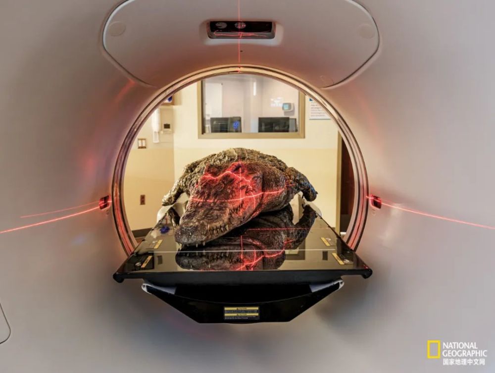 英国自然历史博物馆|恐龙根本不是你想的那样