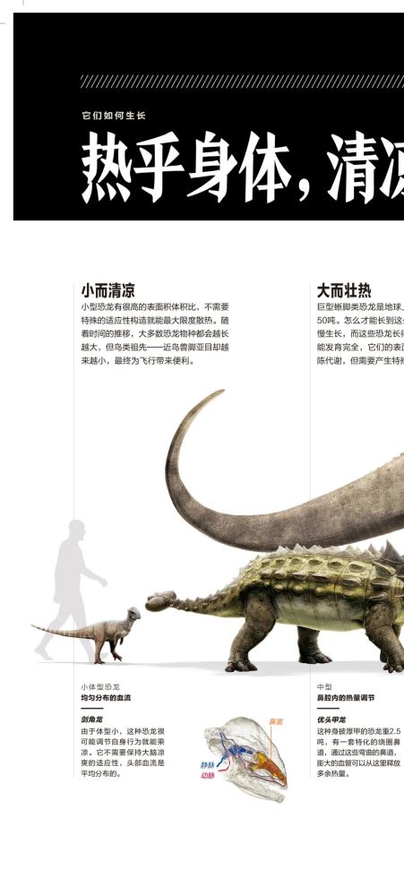 英国自然历史博物馆|恐龙根本不是你想的那样