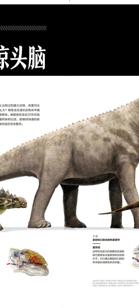 英国自然历史博物馆|恐龙根本不是你想的那样