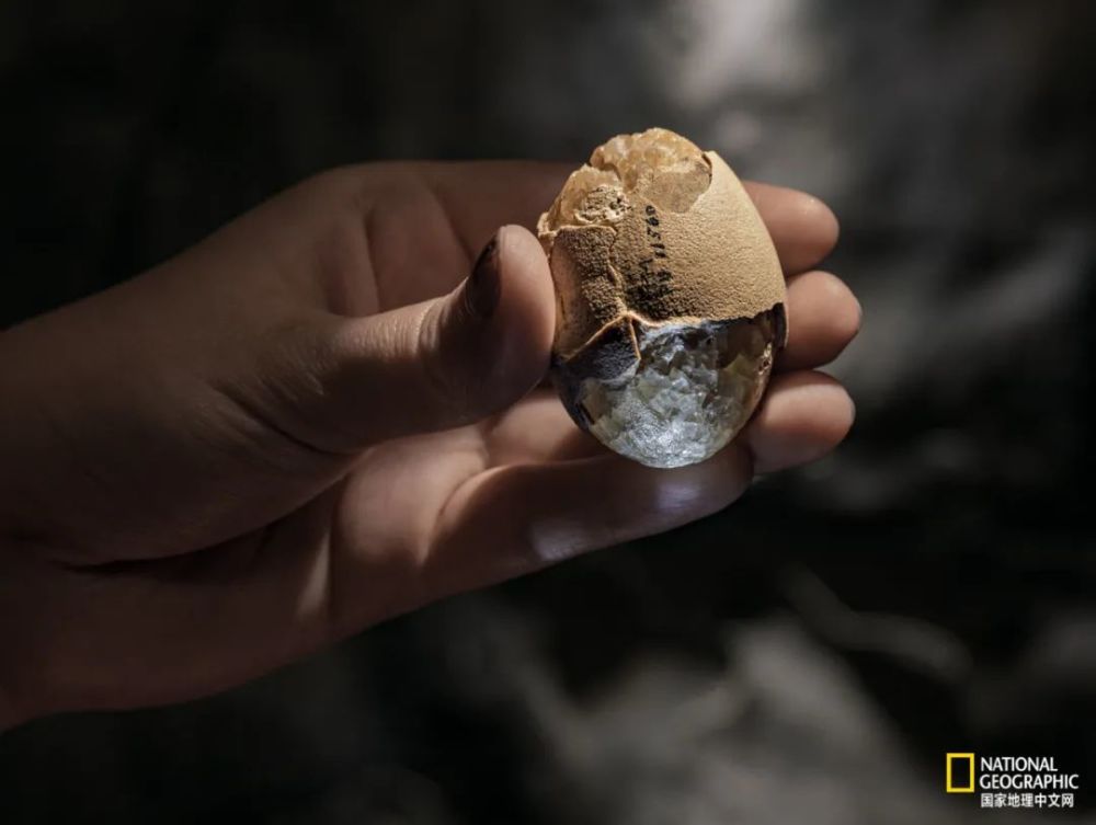 英国自然历史博物馆|恐龙根本不是你想的那样