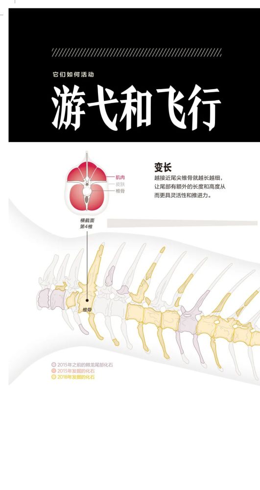 英国自然历史博物馆|恐龙根本不是你想的那样