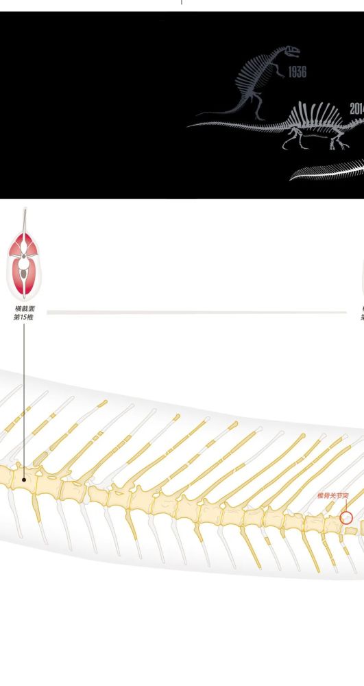 英国自然历史博物馆|恐龙根本不是你想的那样