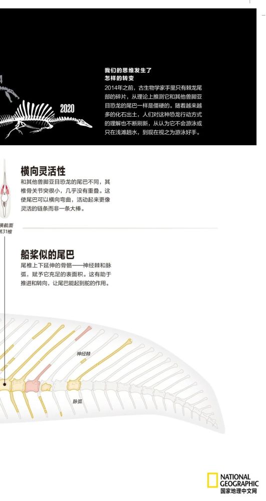 英国自然历史博物馆|恐龙根本不是你想的那样