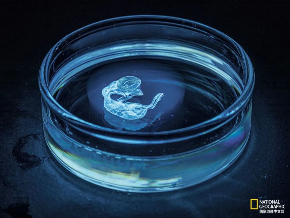 英国自然历史博物馆|恐龙根本不是你想的那样