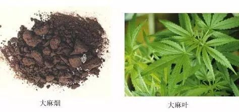 为什么总有人坚信大麻可以带来灵感 大麻 康达君 毒品