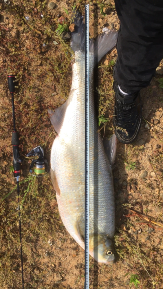 冬季路亚潜底翘嘴咬口轻,不怕,看小k绝杀技能!