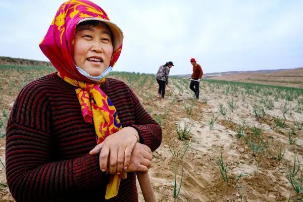 10月6日,同心县田老庄乡套塘村村民李兰在自家种植的30余亩红葱地里