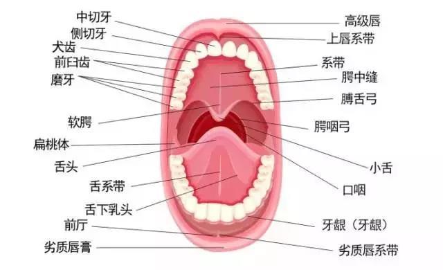 物理学|人体中，竟然还有不少物理学知识？真是让人大开眼界！