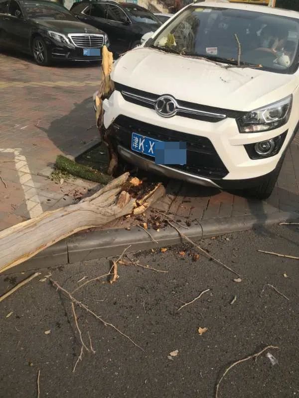 车撞树上罪魁祸首竟是