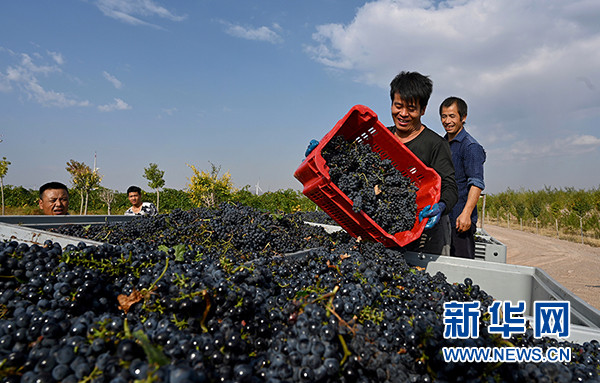 宁夏青铜峡市"老牌"葡萄酒产区酿酒正酣