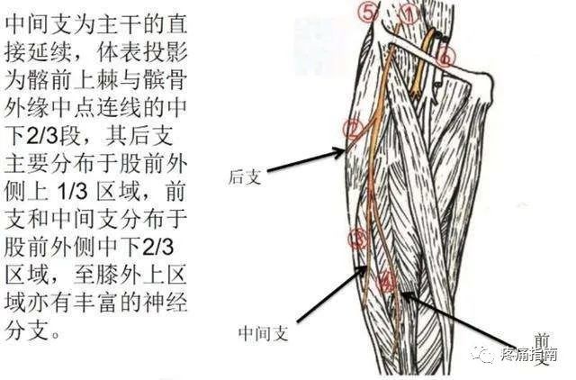 梅花针配合拔罐治股外侧皮神经炎