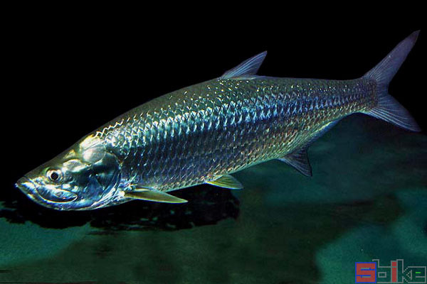 大白鯊:鯊魚中名氣最大,最臭名昭著,世界上最大的掠食性魚類.