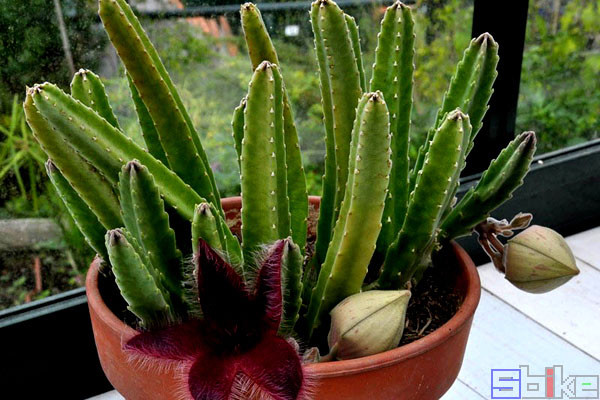 大王花|Sbike动植物百科：世界上味道最臭的十大植物