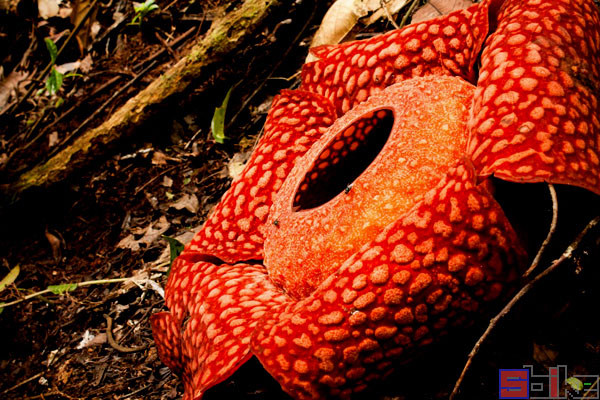 大王花|Sbike动植物百科：世界上味道最臭的十大植物