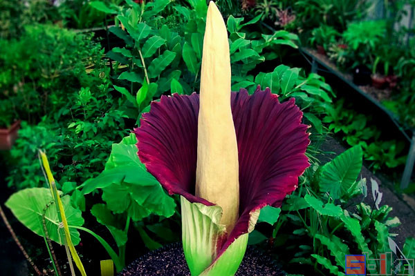 大王花|Sbike动植物百科：世界上味道最臭的十大植物