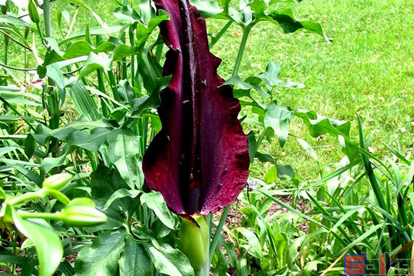 大王花|Sbike动植物百科：世界上味道最臭的十大植物