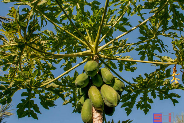 大王花|Sbike动植物百科：世界上味道最臭的十大植物