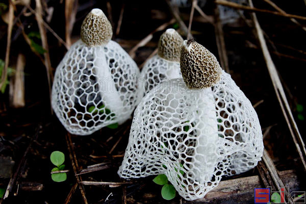 大王花|Sbike动植物百科：世界上味道最臭的十大植物