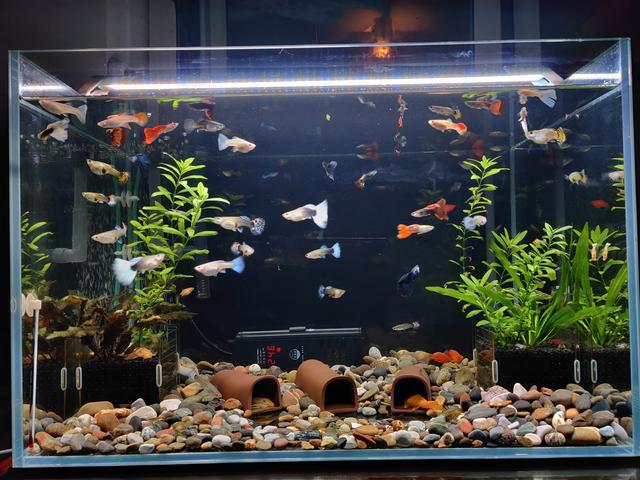 鱼缸要不要铺底选什么铺底这3种类型我有4个建议