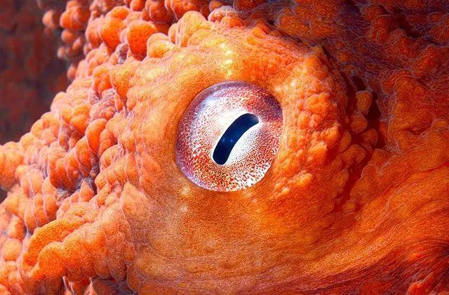 蟹老板|海绵宝宝里居然藏着这么多生物冷知识，小时候没看懂真的可惜了