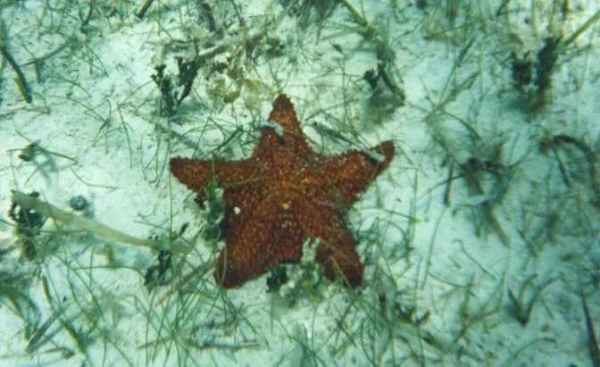 蟹老板|海绵宝宝里居然藏着这么多生物冷知识，小时候没看懂真的可惜了