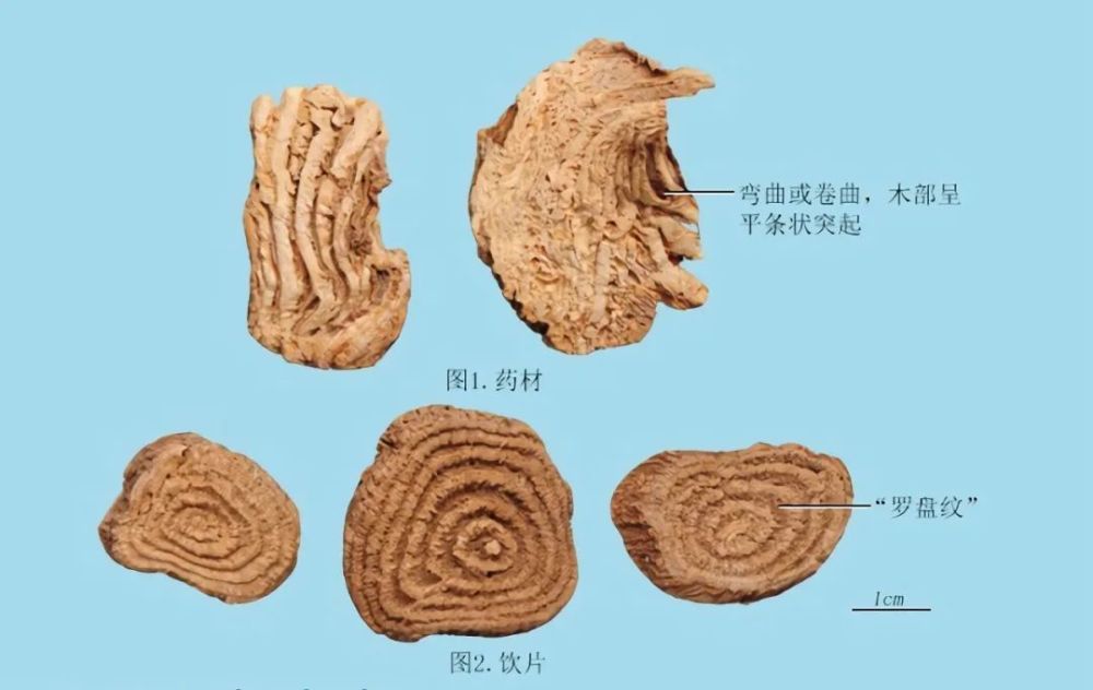 商陆:干燥根横切或纵切成不规则的块片,大小不等.