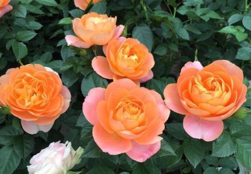 3种漂亮月季,植株矮小开花多,皮实好养花型美,是阳台盆栽佳品