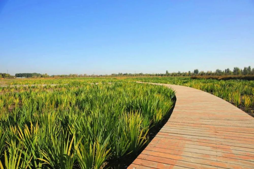 带你们看看吴忠会"呼吸"的人工湿地长啥样