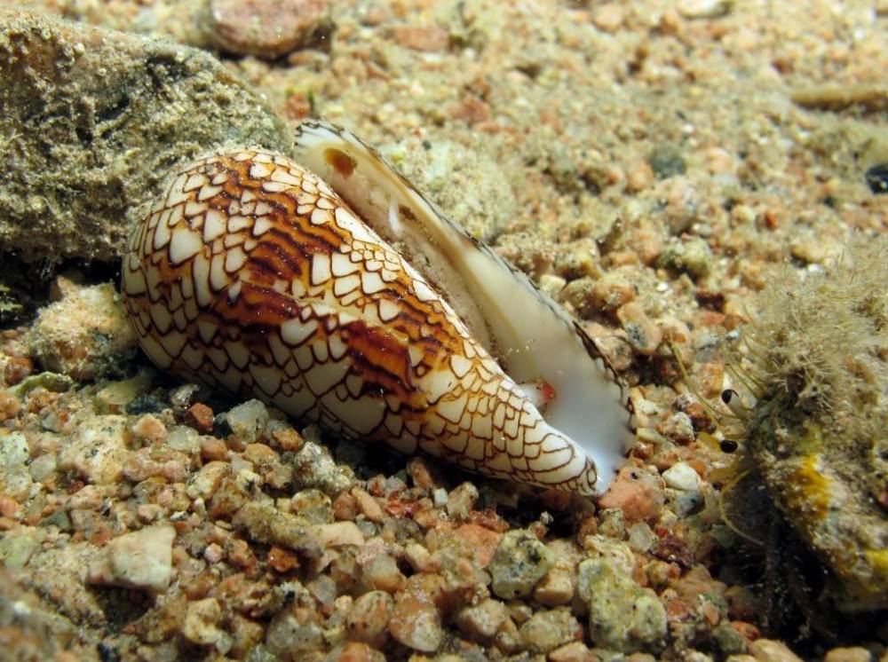 康沃尔郡的鱼缸中发现一只怪螺,专家说:千万别上手,不然会没命_腾讯新