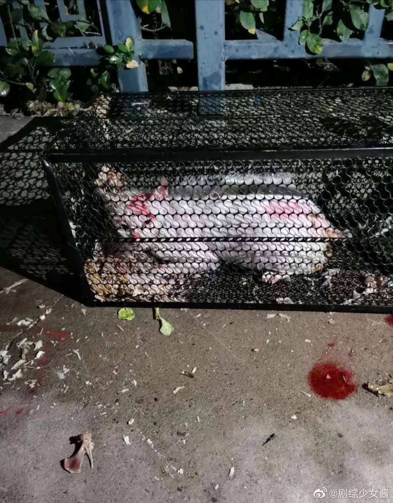 被开水浇烫怀孕母猫死亡