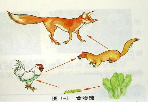 无力挣扎我们吃的东西都怎么了