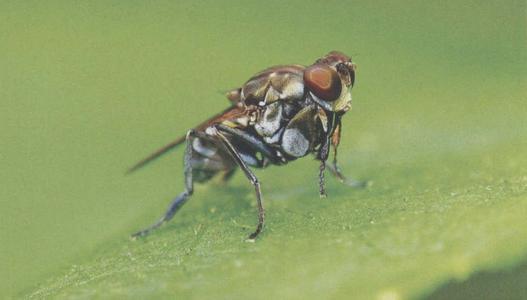 病虫害科普丨稻水蝇的危害与防治