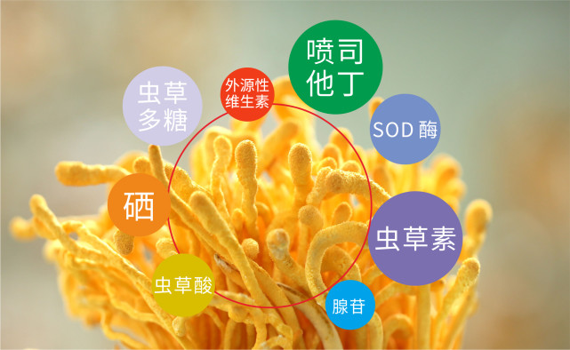 蛹虫草泡茶?是否还有其他食用方法?