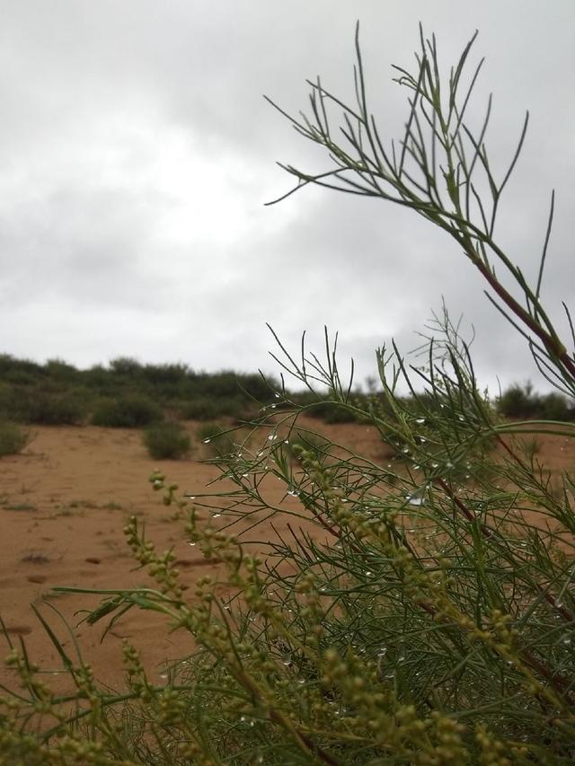 塔克拉玛干沙漠|库布其、毛乌素沙漠都被消灭了，那么塔克拉玛干沙漠能变成绿洲吗？