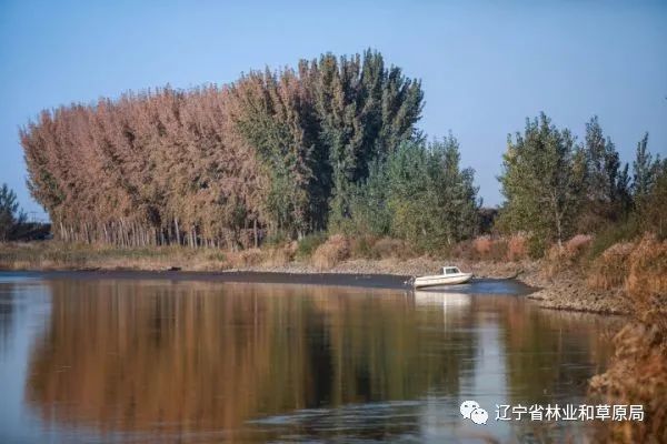 走进海城三岔河湿地自然保护区内,一幅金黄色的油画展现在人们面前.