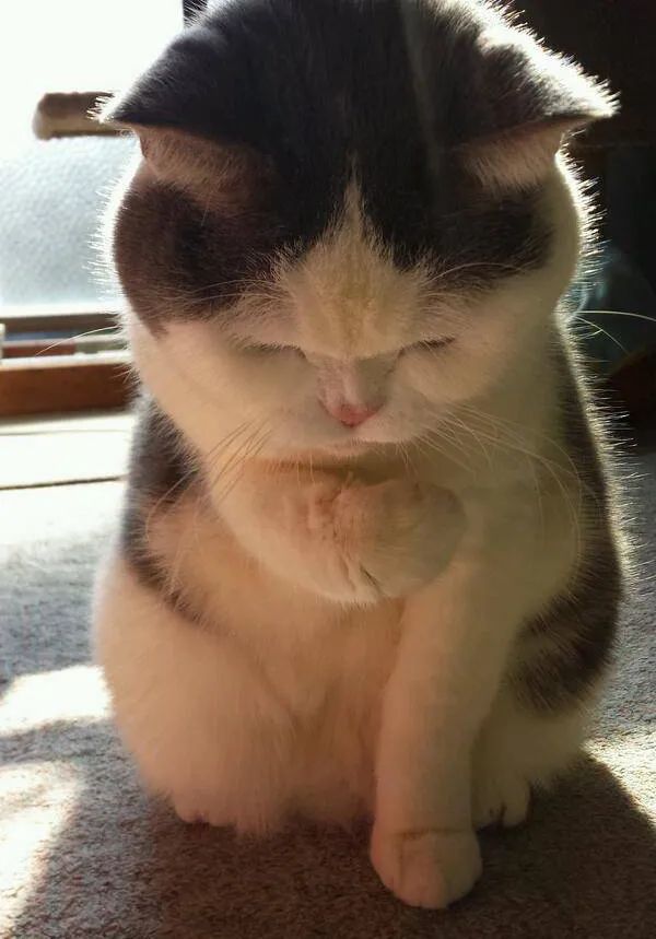 窝错了.首先,猫咪对于所犯错误深感愧疚和不安.
