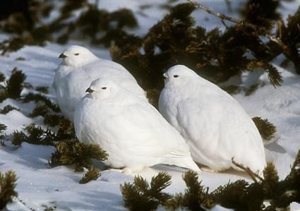 化石|以神话怪兽命名的恐龙，化石里有三个脑袋！