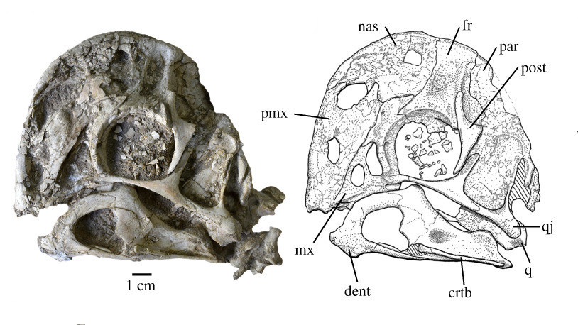 化石|以神话怪兽命名的恐龙，化石里有三个脑袋！