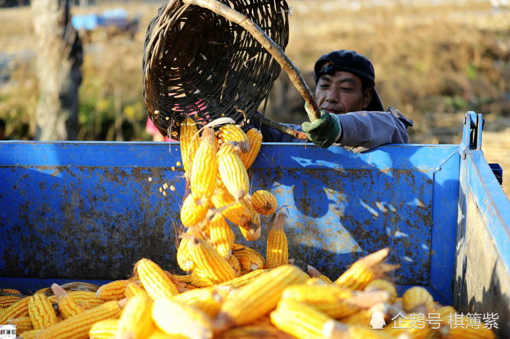 东北农村民风淳朴不谈钱19人帮种粮大户收玉米分文不取