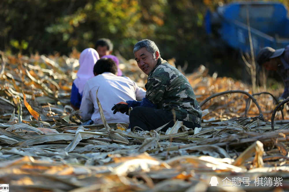 东北农村民风淳朴不谈钱19人帮种粮大户收玉米分文不取