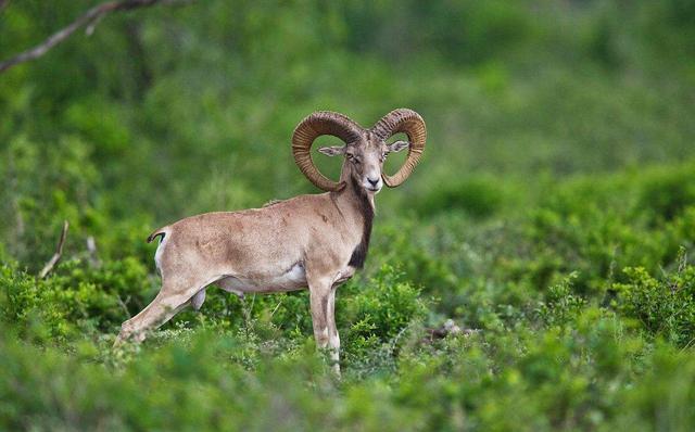 动物界|动物界“最惨”的动物，躲过无数天敌，最后却葬送在自己手里！