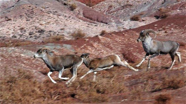 动物界|动物界“最惨”的动物，躲过无数天敌，最后却葬送在自己手里！
