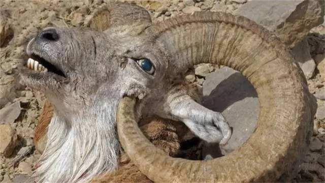 动物界|动物界“最惨”的动物，躲过无数天敌，最后却葬送在自己手里！