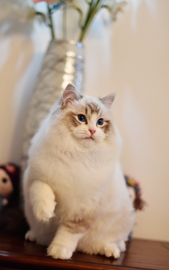 秋冬季猫咪美毛技巧分享